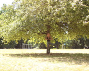 YOGA im Palmengarten und Küchenholz in Leipzig
